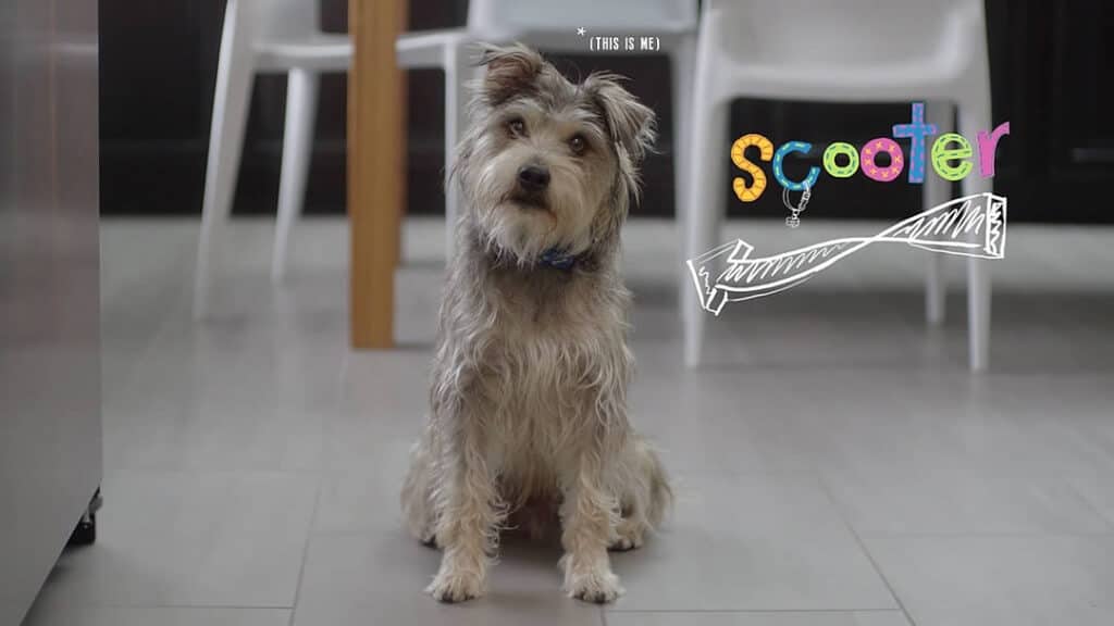 Meet Scooter